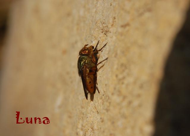 Rhyncomya sp. (Calliphoridae).